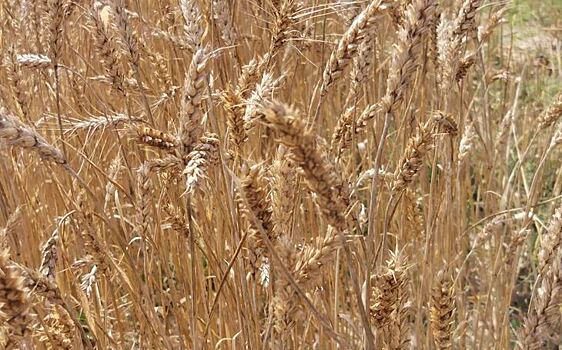 Регуляторы роста пшеницы как важный инструмент контроля полегания