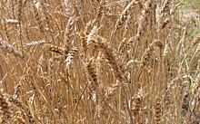 Регуляторы роста пшеницы как важный инструмент контроля полегания