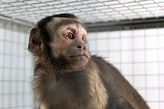 На Шри-Ланке зарегистрировали первый случай оспы обезьян