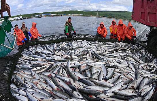 Минсельхоз сообщил об увеличении добычи лососевых в промысловых водах России