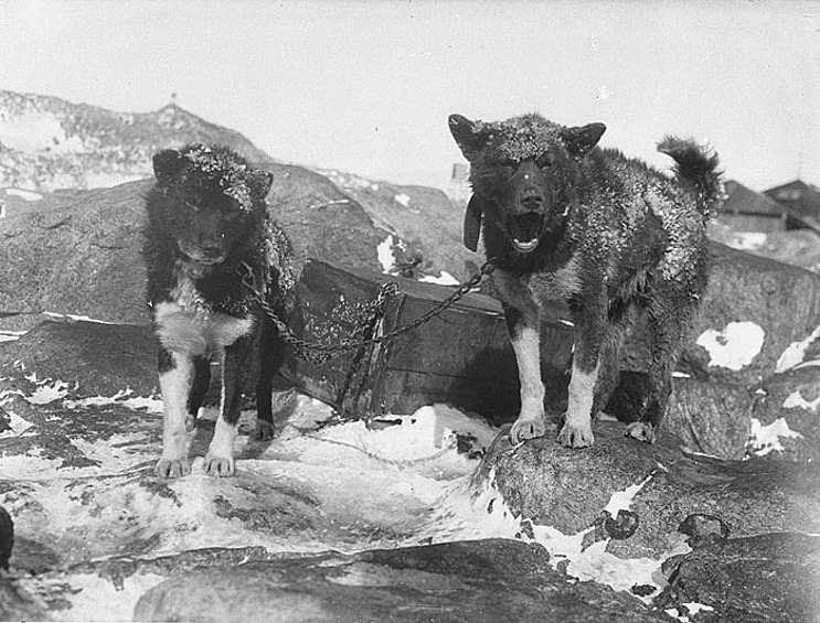 В 1911 году группа ученых и искателей приключений под предводительством австралийского геолога Дугласа Моусона направилась на неизведанные земли Антарктики