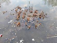 Река Дырочная изменила цвет и покрылась пеной после сброса отходов