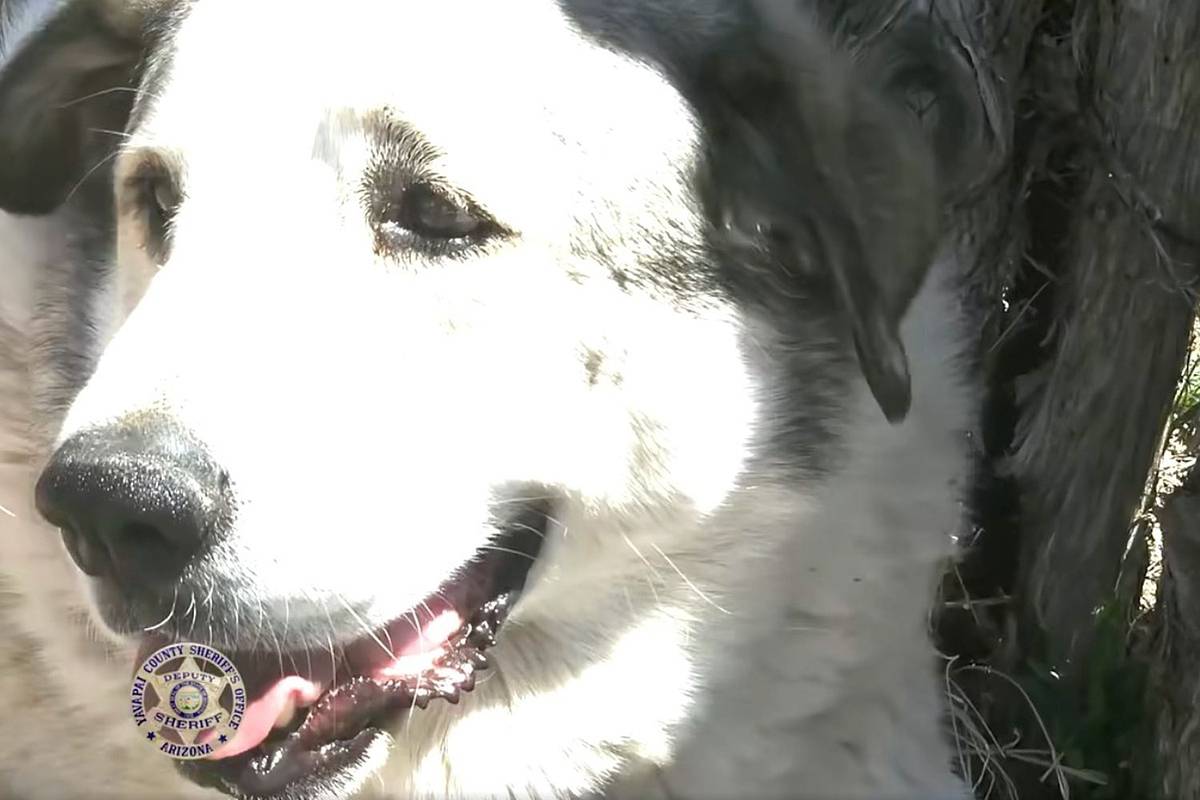 Собака спасла заблудившегося двухлетнего ребенка от пум