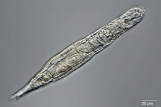 Арктических червей возрастом 24 тысячи лет оживили