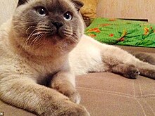 Кот Барсик обвинил козла Тимура в плагиате