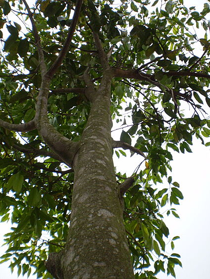 Алойное дерево, или агар, уд. 18 тысяч долларов за кг смолы. Высокая стоимость обусловлена тем, что для производства всего лишь 12 мл эфира необходимо переработать 20 кг древесины. 