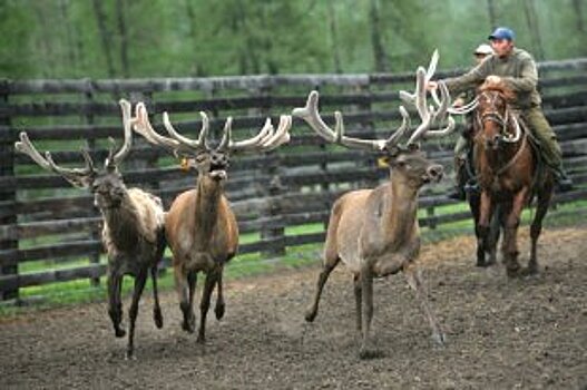 В КЧР проведут перепись лошадей знаменитой карачаевской породы
