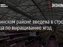 В Гатчинском районе введена в строй теплица по выращиванию ягод