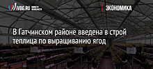 В Гатчинском районе введена в строй теплица по выращиванию ягод