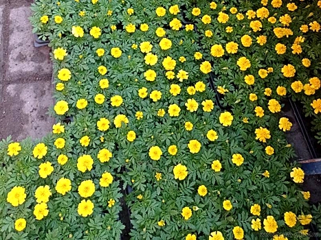В Пензу доставлено более 36 тыс. цветов для оформления городских клумб