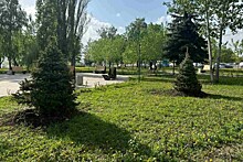 В Воронеже на осень запланированы основные работы по озеленению