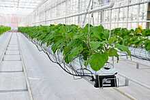 В Нижегородской области увеличатся урожаи тепличных овощей