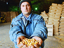 Украина решила «развести» Китай на кукурузе