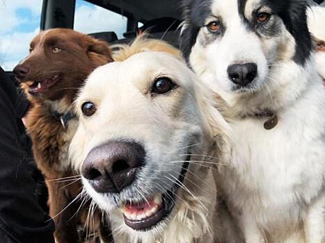 Знаменитый путешественник из Екатеринбурга прокатился по Ямалу с ездовыми собаками в салоне внедорожника