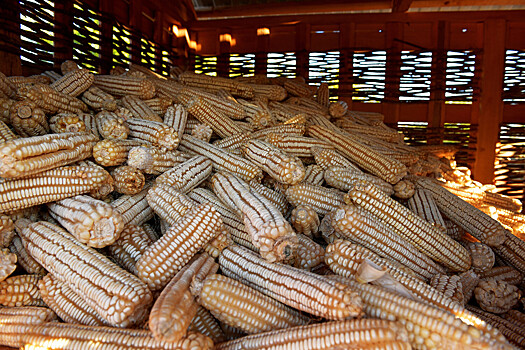 В Руанде 11 человек погибли при обрушении навеса для высушивания кукурузы