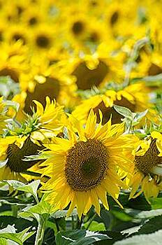 Посевные работы в Ульяновской области завершаются