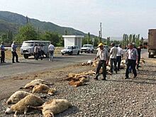 Лихач на Audi убил разом 57 овец