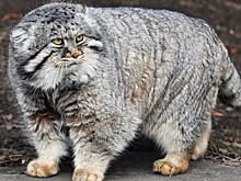 Впервые задокументировано присутствие котов манулов на Эвересте