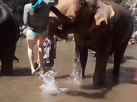 Слон отшвырнул на несколько метров туристку в Таиланде
