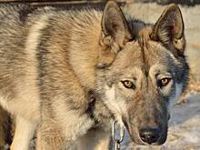 Хабаровчан напугали волкособы, но это не точно