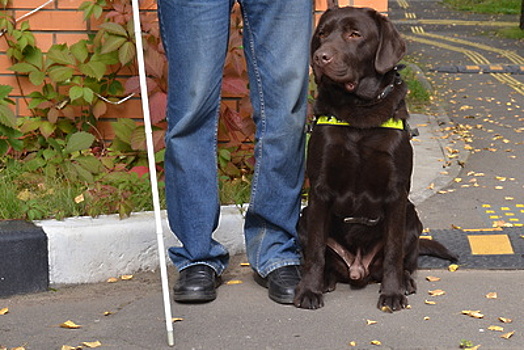 Сбербанк обучил сотрудников навыкам обслуживания незрячих клиентов с собаками‑поводырями
