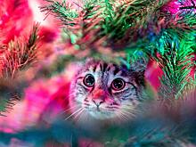 Перечислены опасные последствия новогодних блюд для питомцев