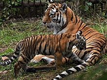 Два амурских тигренка родились в Московском зоопарке