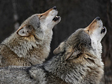 Никаких следов, только звук: в России ИИ научили распознавать вой волков