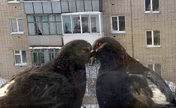 Птицы строят любовь в Новосибирском зоопарке