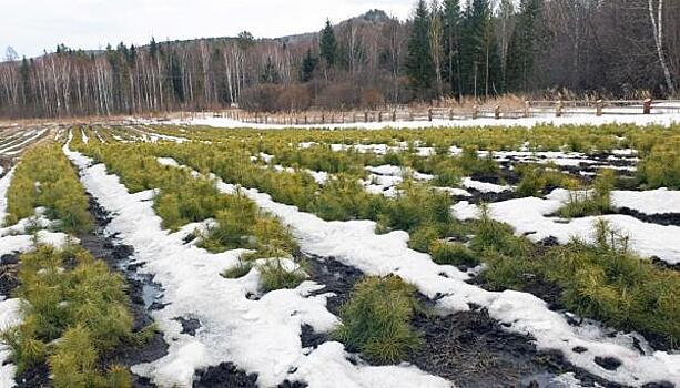 В Красноярском крае восстановят на 17,6 % больше лесов, чем год назад