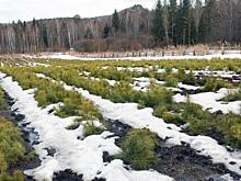 В Красноярском крае восстановят на 17,6 % больше лесов, чем год назад