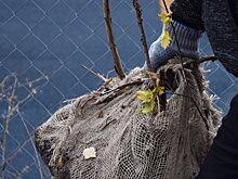 Названы улицы Пензы, где до конца ноября посадят деревья