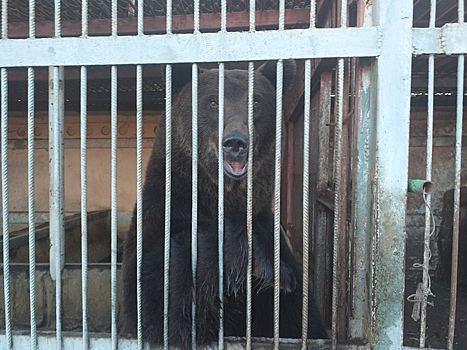 Медведь из курского мини-зоопарка переедет в белгородский