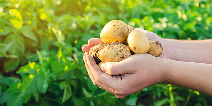 Картофель убрали уже с 20% белорусских полей