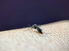 Ученые выяснили, как работают «внутренние часы» комаров