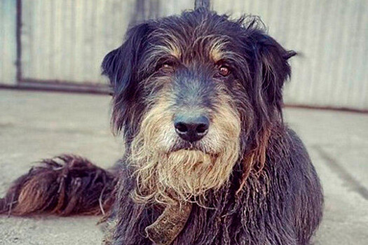 Потерявший дом пес-автолюбитель начал жить в автосервисе