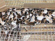 В Тимашевской птицефабрике ввели наблюдение