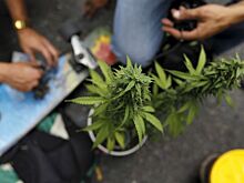 Аргентина легализовала использование марихуаны в медицинских целях
