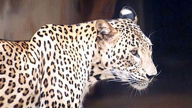 В Абхазии браконьеры убили краснокнижного леопарда