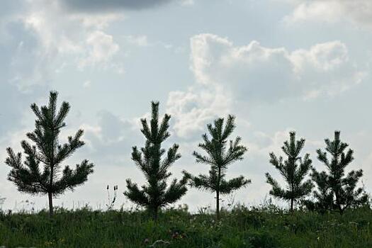 «Кузбассразрезуголь» высадил 2 млн деревьев в Кемеровской области