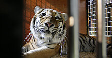 Wirtualna Polska (Польша): тигры из познаньского зоопарка в опасности: россияне хотят их вернуть