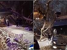 Восстановление парка: тысячу новых деревьев высадили на холме в Ереване