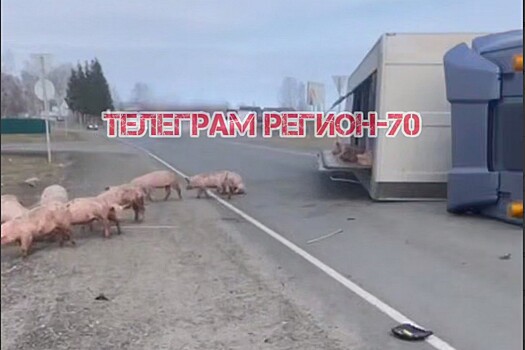 В Томской области опрокинулся грузовик со свиньями