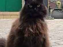 Коту Бегемоту из "Булгаковского Дома" хотят купить ошейник с GPS