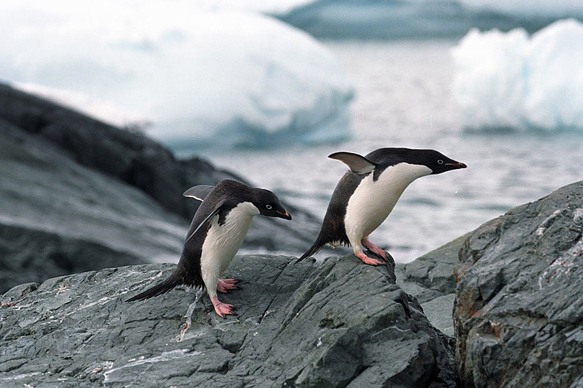 Часто самки пингвинов Адели спариваются с другими самцами, чтобы получить от них за это необходимый для обустройства родного гнезда камень.