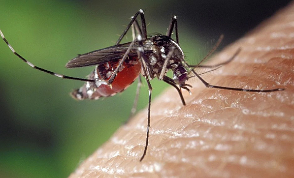 В Томской области пропали комары и появился союзный короед
