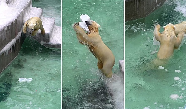 Белые медведи в Новосибирском зоопарке открыли купальный сезон