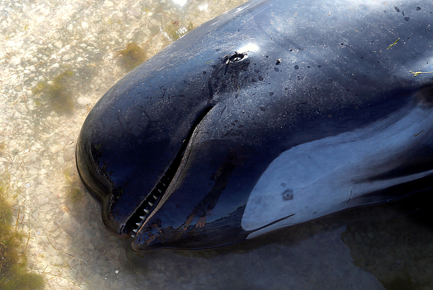 Один из мертвых китов, выбросившихся на берег в Новой Зеландии