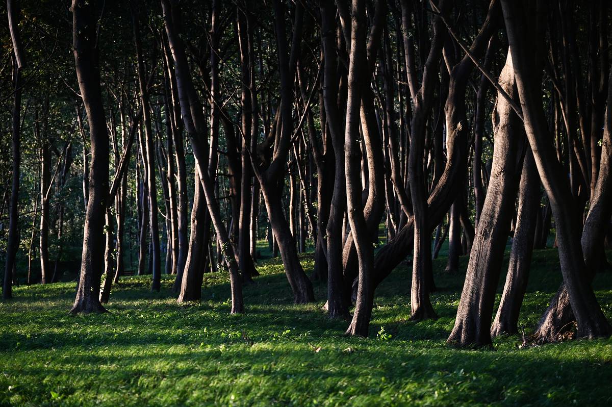 Парк Победы в российском городе признали опасным из-за загрязнения фекалиями