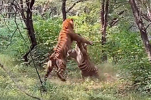 Бенгальские тигры схлестнулись в битве и попали на видео